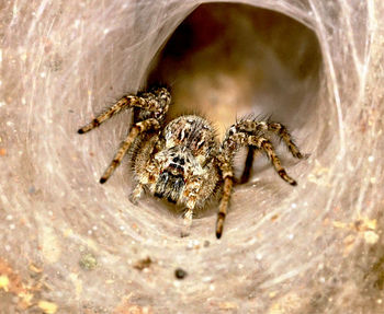 High angle view of spider on rock