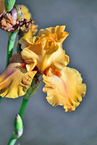 Close-up of wilted flower