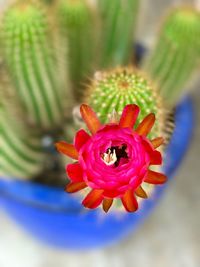 Close-up of flower against blurred background