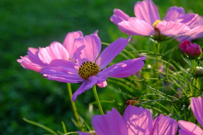 Close-up of pink flower in park