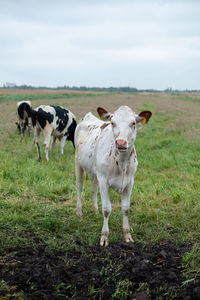 Cows on field