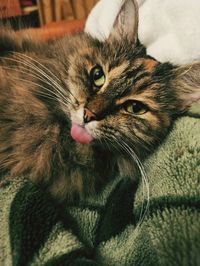 Close-up portrait of a cat