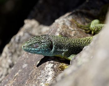 Close-up of a lizard on rock