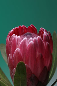 Close-up of pink flower against white background