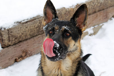 Close-up portrait of dog sticking out tongue during winter