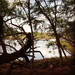 Scenic shot of trees on riverbank