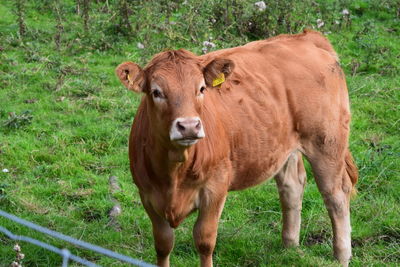 Portrait of cow standing on grassy field