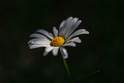 Close-up of white daisy flower against black background