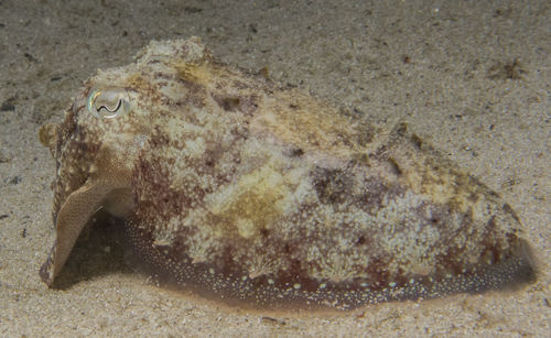 High angle view of lizard on sand