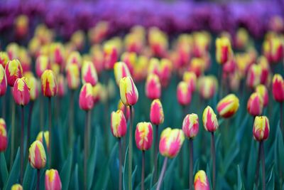 Close-up of pink tulips on field