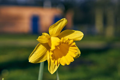 Close-up of yellow flowering plant