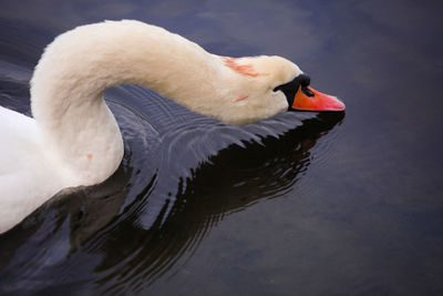Swan on lake, hyde park, london, england, uk