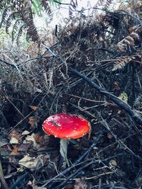 Close-up of fly agaric mushroom on field