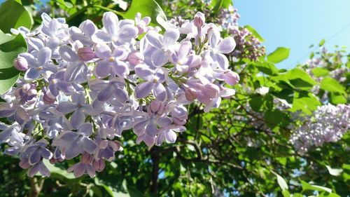 Close-up of purple flowers on tree