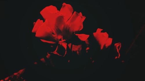 Close-up of red rose against black background