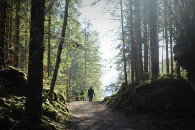 Rear view of people walking amidst trees in forest