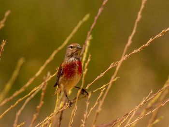 Close-up of bird perching on plant stem