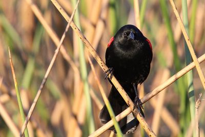 Close-up of bird perching on a branch