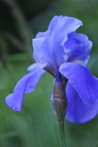 Close-up of purple iris flower