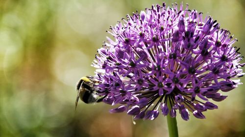 Close-up of purple flowers blooming