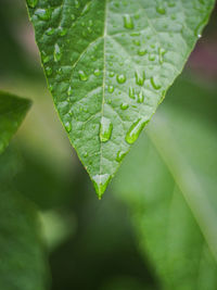 Close-up of wet leaves