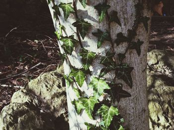 Close-up of leaves on tree trunk