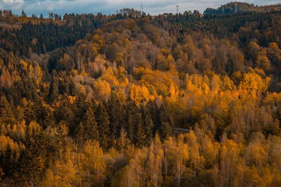 Scenic view of forest during autumn