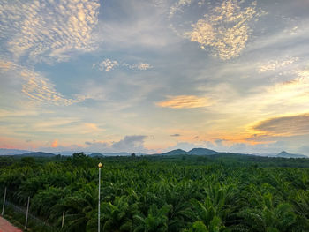 Scenic view of agricultural field against sky during sunset