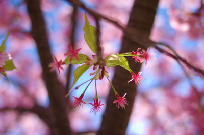 Close-up of pink flowering plant