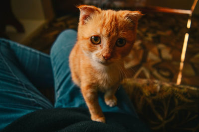 Portrait of cat sitting on sofa