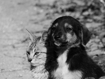 Close-up of dog and cat