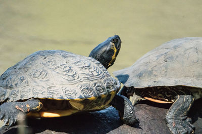 Close-up of a turtle