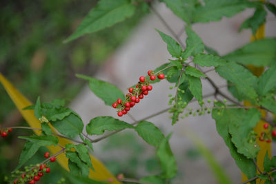 Close-up of red berries on plant
