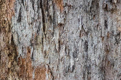 Full frame shot of tree trunk against wall