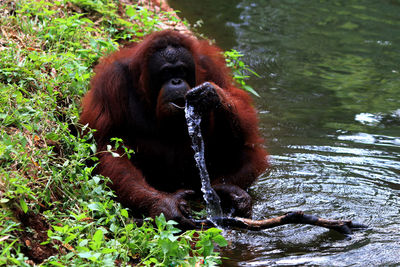 Orangutan drinking water from river in forest