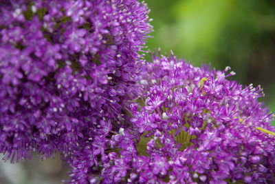 Close-up of pink flowers