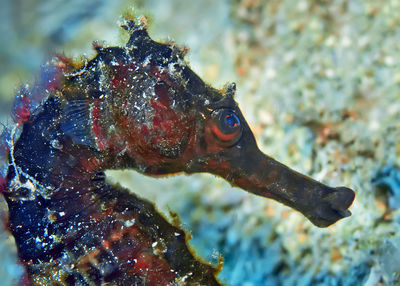 Close-up of fish swimming in sea