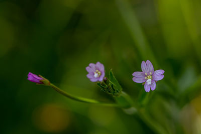 Close-up of purple flowering plant