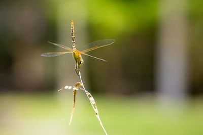 Close-up of insect on plant