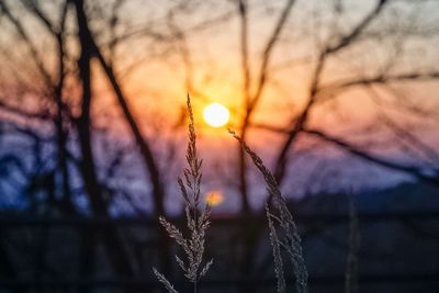 Close-up of water drops on plant against sunset