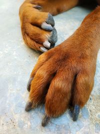 High angle view of dog lying down