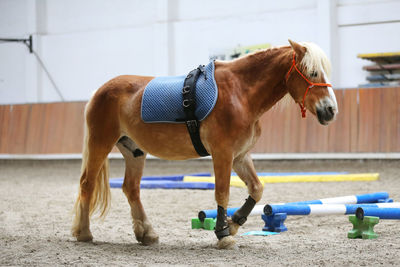 Brown horse in ranch