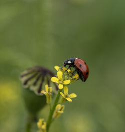 Close-up of ladybug pollinating on flower