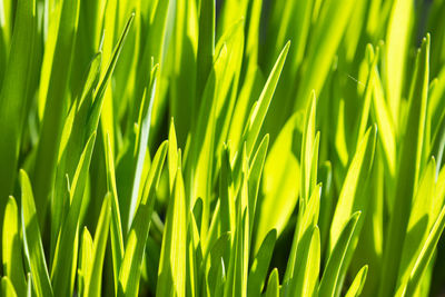 Full frame shot of crops on field