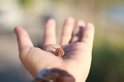 Close-up of hand holding flower
