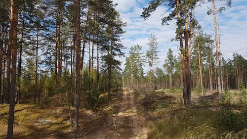 Trees in forest against sky