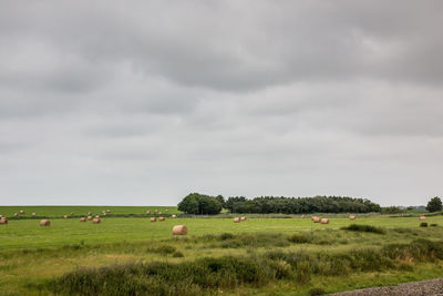 Scenic view of grassy field against sky