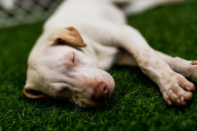 Close-up of a dog lying on grass