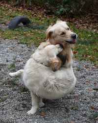 Close-up of dog sitting on field