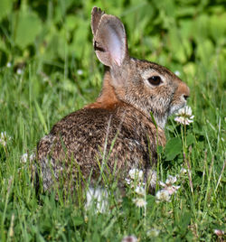 Side view of a reptile on field